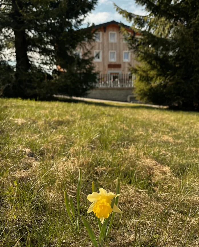 Jarní narcis na louce před Horskou chatou Smědava v Jizerských horách.